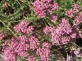 Summer Wine Achillea  / Achillea millefolium 
